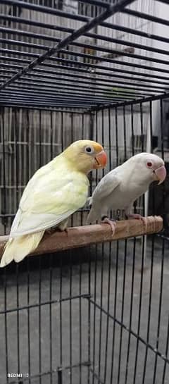 Decino & Albino Red Eye Available For Sale