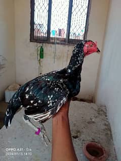 pure Mianwali Aseel hen quality A+/ cheeni female