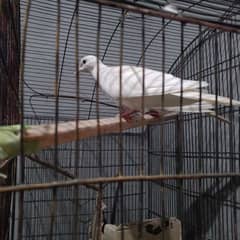 Pure White beautiful Dove / Khumbry pair
