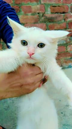 Doll face persian triple coat kitten (03467254327 )