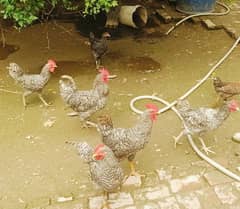 Male sale or exchange with Plymouth, Rir, Light Sussex hens