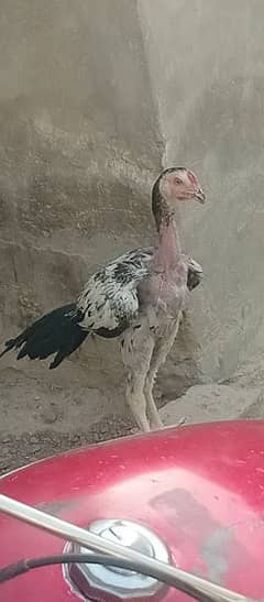 3 month aseel male for sale