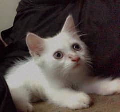 Persian Kitten available