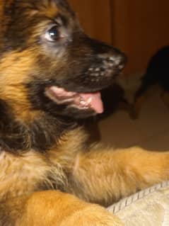 High Quality German shepherd puppies, Gift for gsd lovers