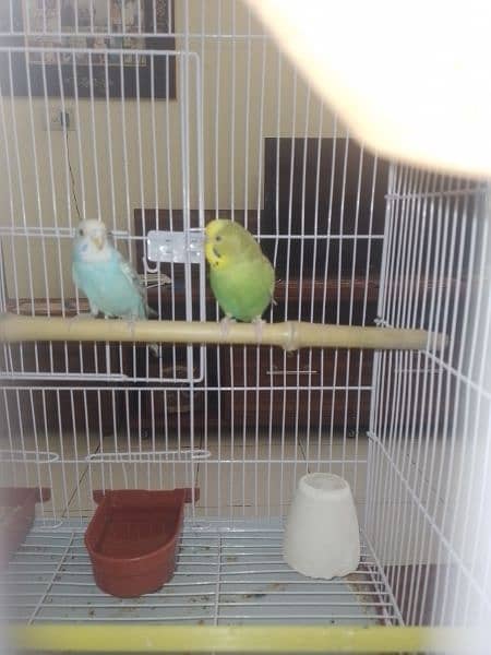 2 pairs of Parrots available for sale 0