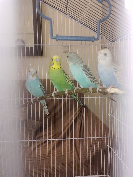 2 pairs of Parrots available for sale 1