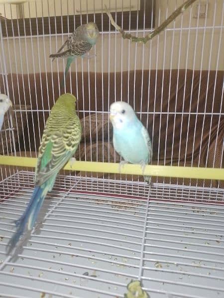 2 pairs of Parrots available for sale 2