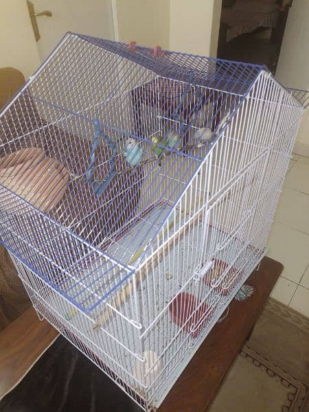 2 pairs of Parrots available for sale 3