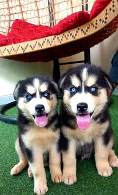 Siberian Husky puppies urgent sale Hai g