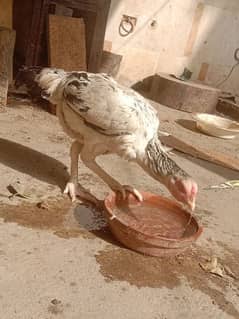 ASEEL WHITE JAWA HEN AVAILABLE