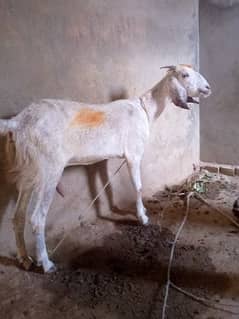 Desi bakri | Goat breader for sale 03475248760