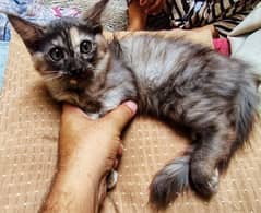 persian cat s