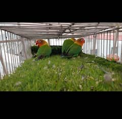 Home breed health and active birds contact on 03168260955
