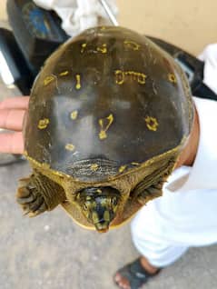 Big Size Turtle ( Kachwa )