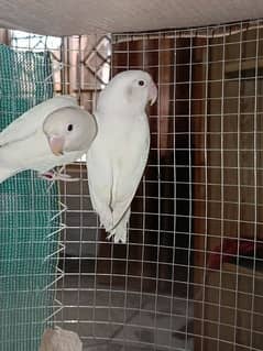 Love Bird white pair 0