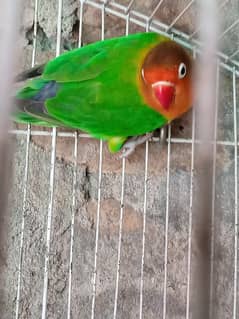 Green Fishri love bird 1 piece for sale healthy and active