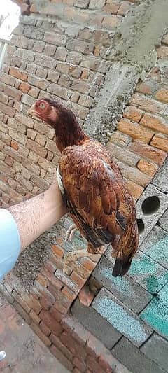 aseel hens forsale