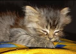 Persian kitten healthy and playful