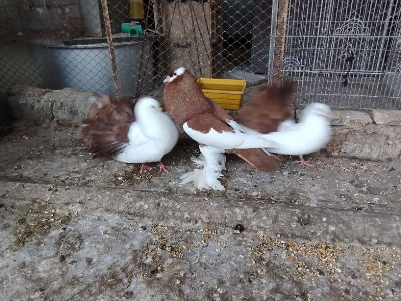 fancy pigeons Pouter pair ghubara pigeon red tail fantail lakka 1