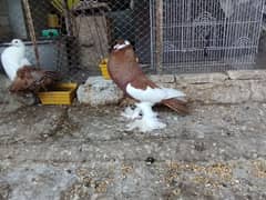 fancy pigeons Pouter pair ghubara pigeon red tail fantail lakka