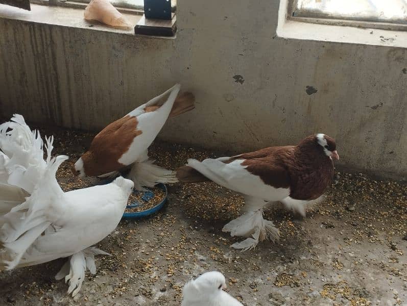 fancy pigeons Pouter pair ghubara pigeon red tail fantail lakka 2