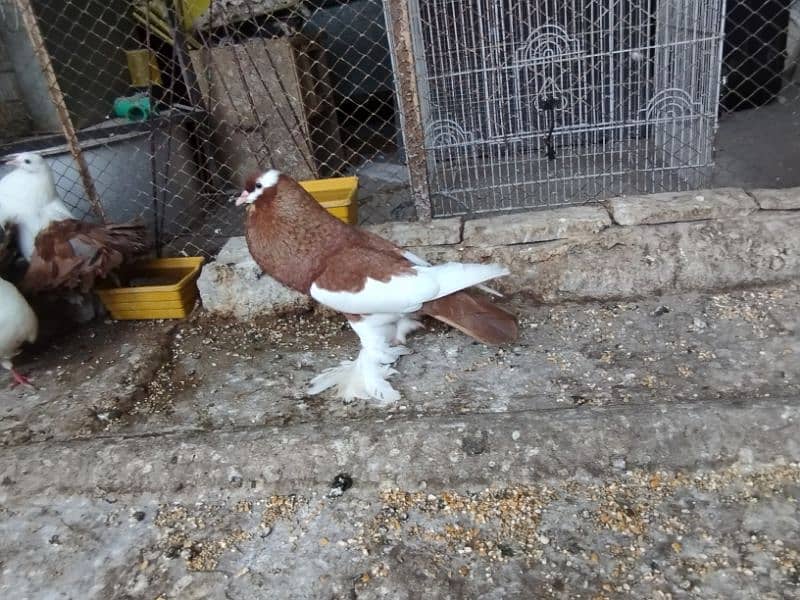 fancy pigeons Pouter pair ghubara pigeon red tail fantail lakka 4