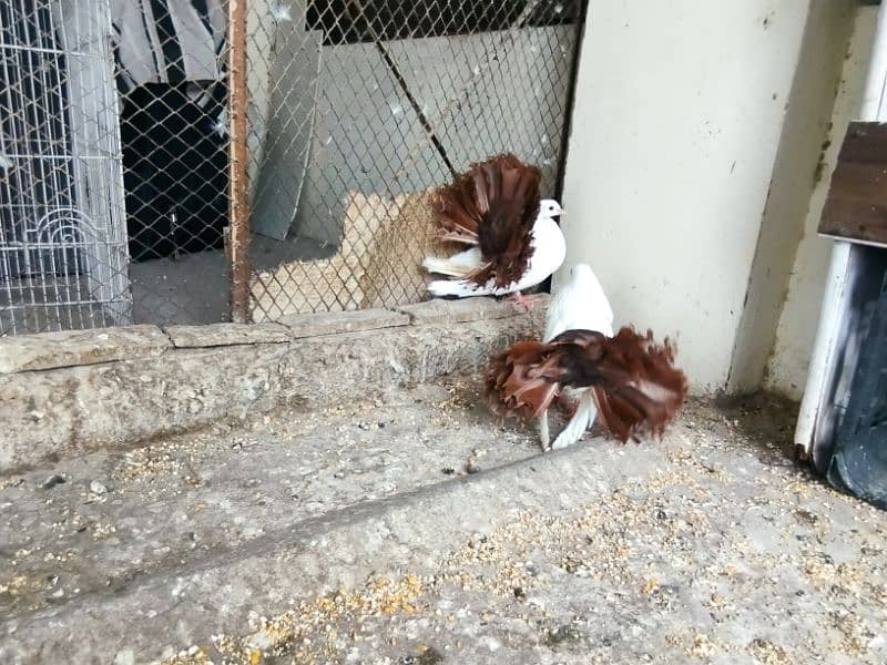 fancy pigeons Pouter pair ghubara pigeon red tail fantail lakka 8