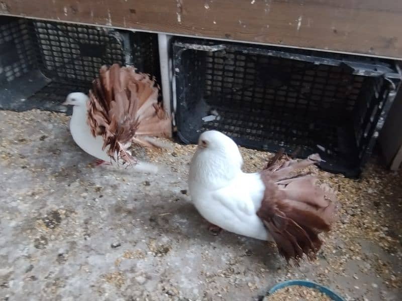 fancy pigeons Pouter pair ghubara pigeon red tail fantail lakka 9