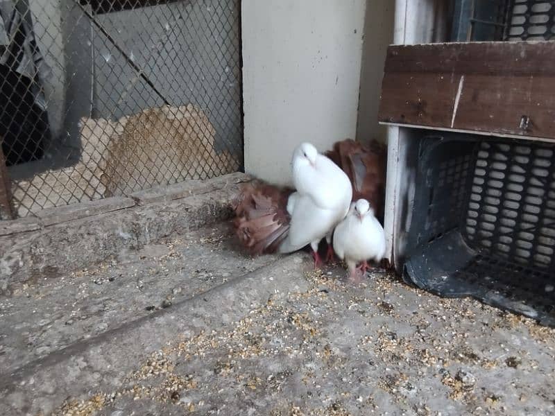 fancy pigeons Pouter pair ghubara pigeon red tail fantail lakka 10