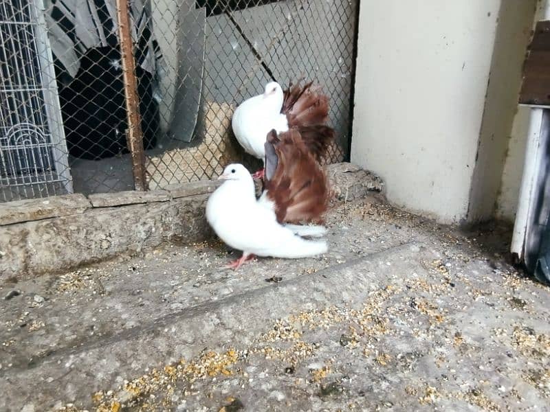 fancy pigeons Pouter pair ghubara pigeon red tail fantail lakka 11