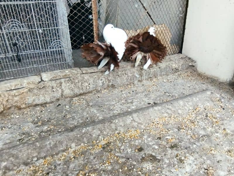 fancy pigeons Pouter pair ghubara pigeon red tail fantail lakka 12