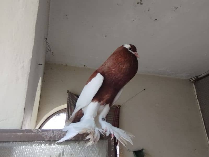 fancy pigeons Pouter pair ghubara pigeon red tail fantail lakka 14