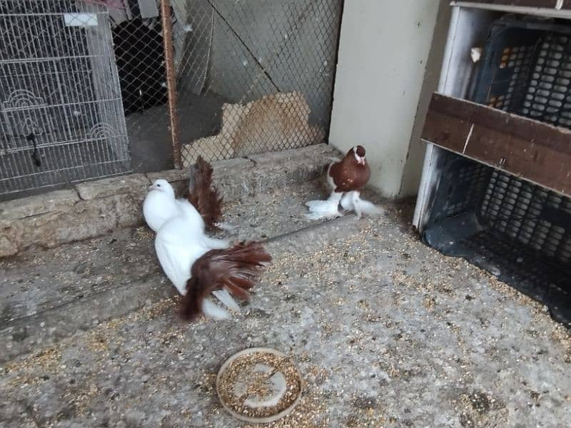 fancy pigeons Pouter pair ghubara pigeon red tail fantail lakka 15