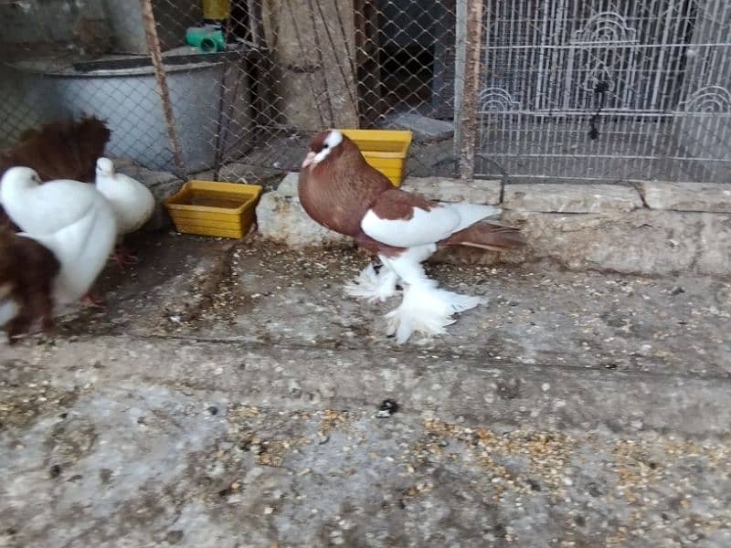 fancy pigeons Pouter pair ghubara pigeon red tail fantail lakka 3