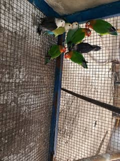 Parrots love bird