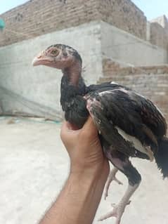 Aseel chicks ( 03109052335)