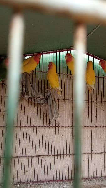 Lutino Lovebirds and 8 portion cage 0