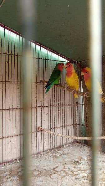 Lutino Lovebirds and 8 portion cage 1