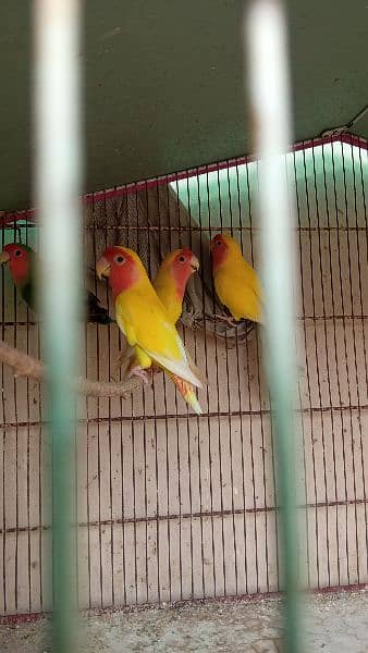 Lutino Lovebirds and 8 portion cage 2