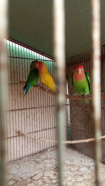 Lutino Lovebirds and 8 portion cage 3