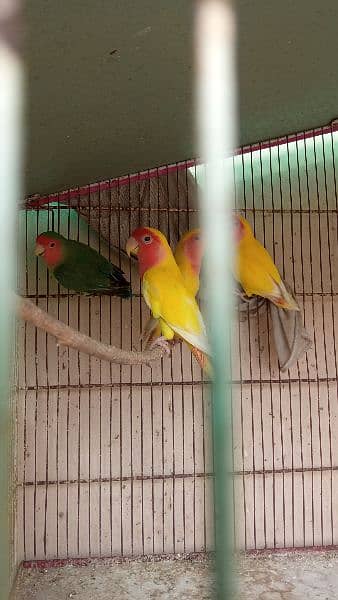 Lutino Lovebirds and 8 portion cage 4