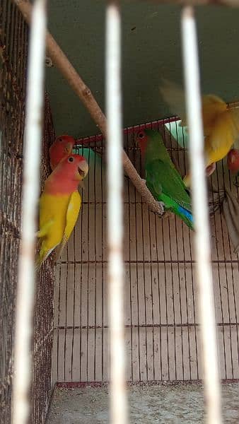 Lutino Lovebirds and 8 portion cage 5