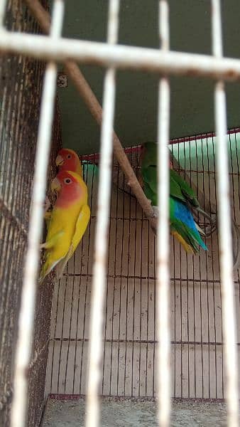 Lutino Lovebirds and 8 portion cage 6