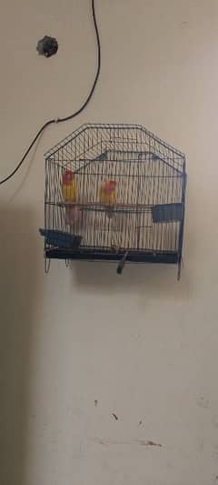 bareder pir ha with cage
