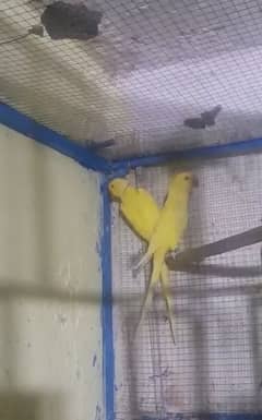 Yellow Ringneck Breeder Pair