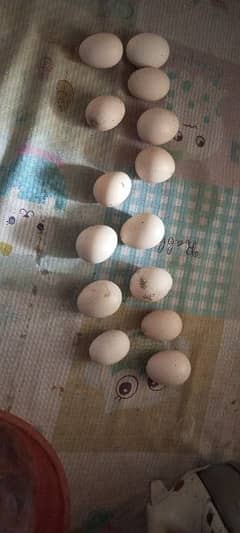 Aseel eggs hai only call me 03004927357