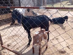 Female goats for sale