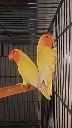 Comon lotino Breeder pair