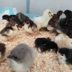 Australorp chicks | Misri chicks | Austrolop pullets | Choozay |Murghi