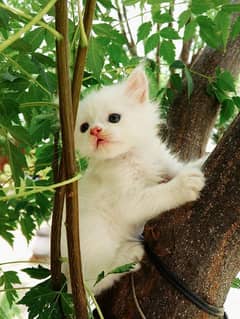 Double Coat Persian Kitten For sale